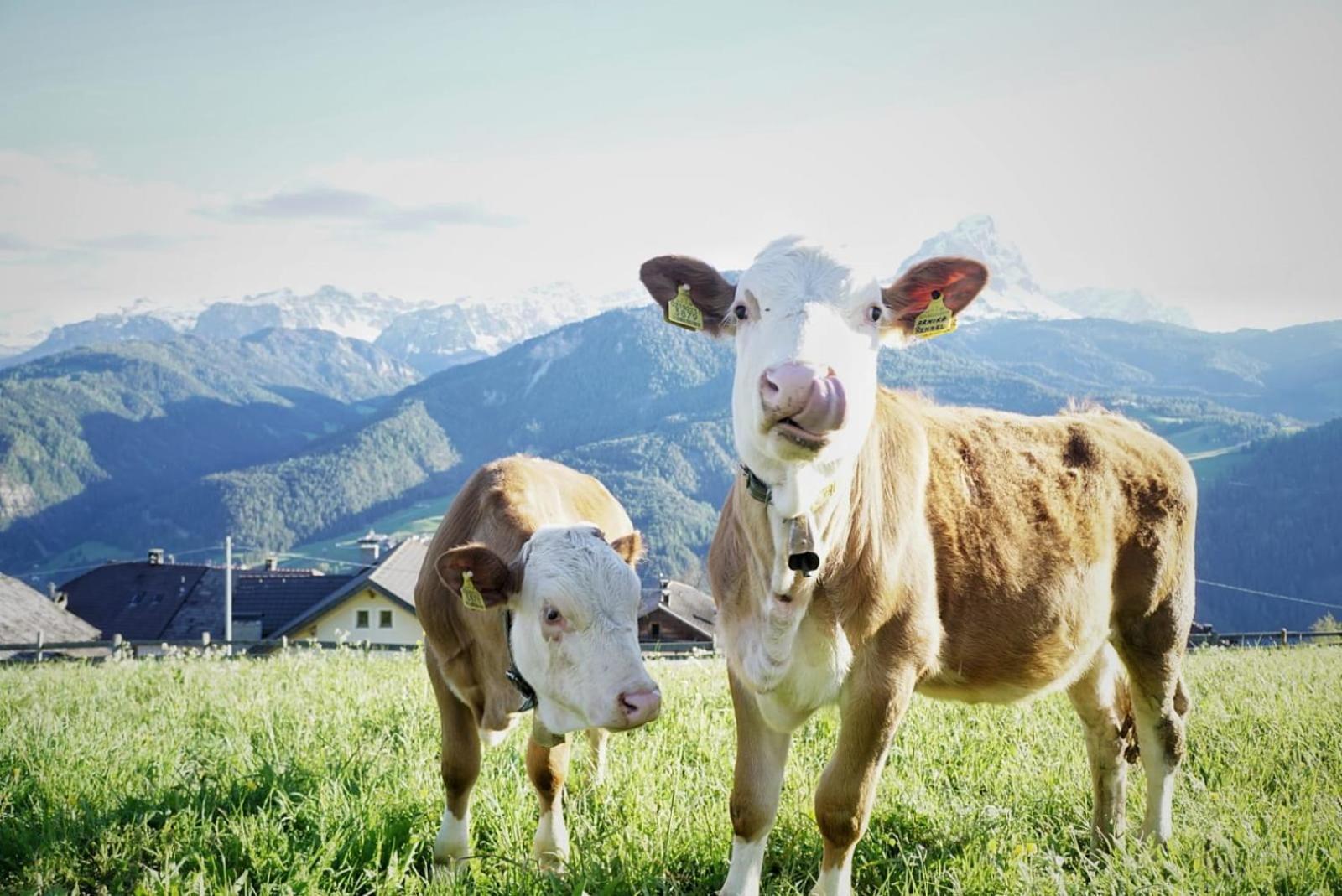 شقة Alpinus Agriturism سان مارتينو-إن-باديا المظهر الخارجي الصورة