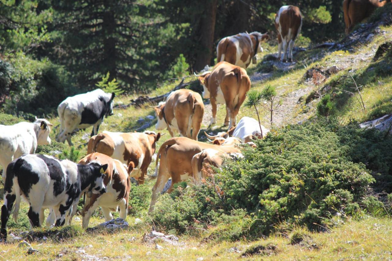 شقة Alpinus Agriturism سان مارتينو-إن-باديا المظهر الخارجي الصورة